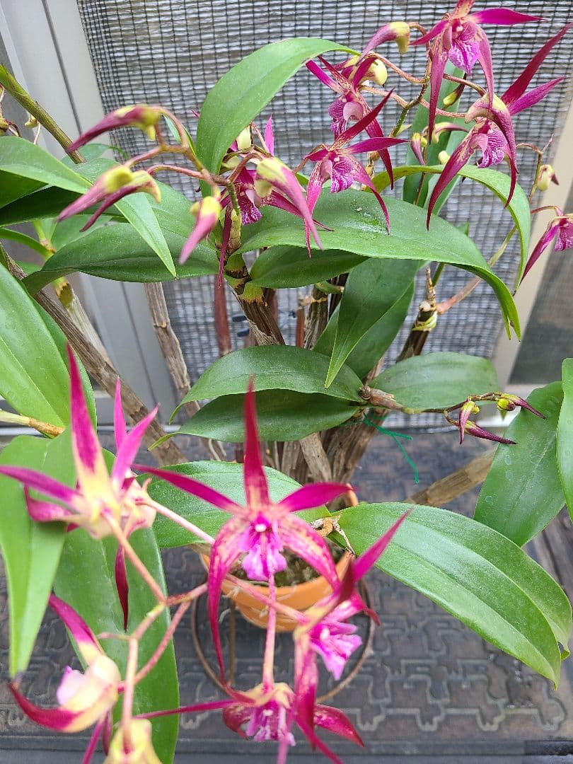 洋蘭　Den.MaroonStar'Cavalier'