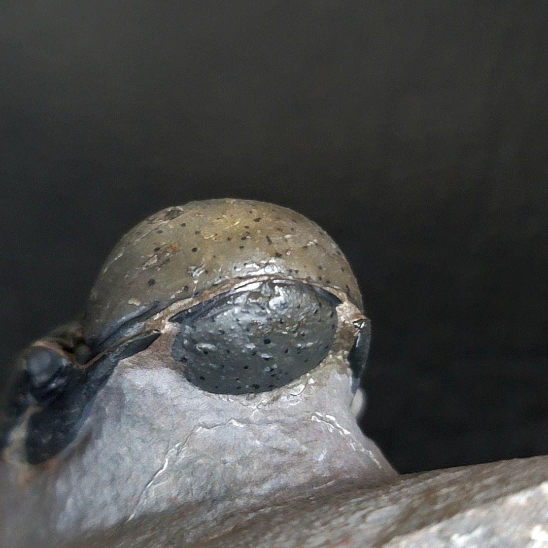 超美麗！三葉虫【Crotalocephalus gibbus】 化石  モロッコ