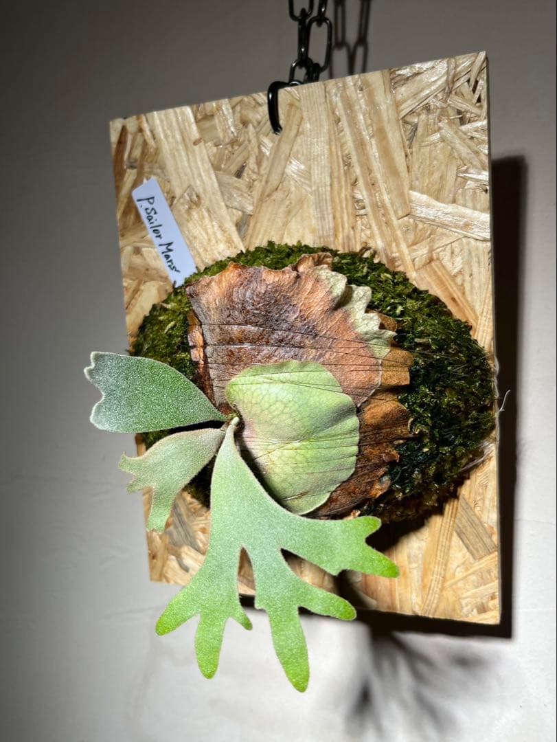 Willinckii Sailor Mars OC セーラーマーズ