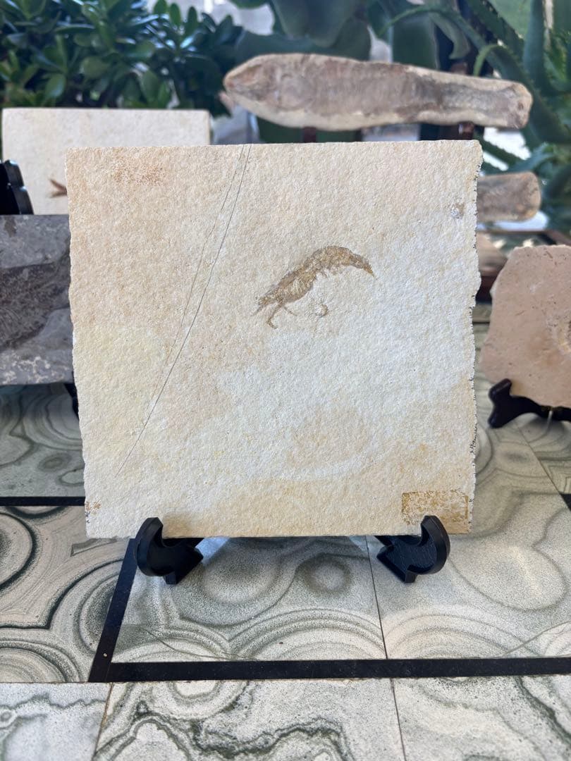 台付　エビ　魚　化石　鉱石　希少　インテリア 2