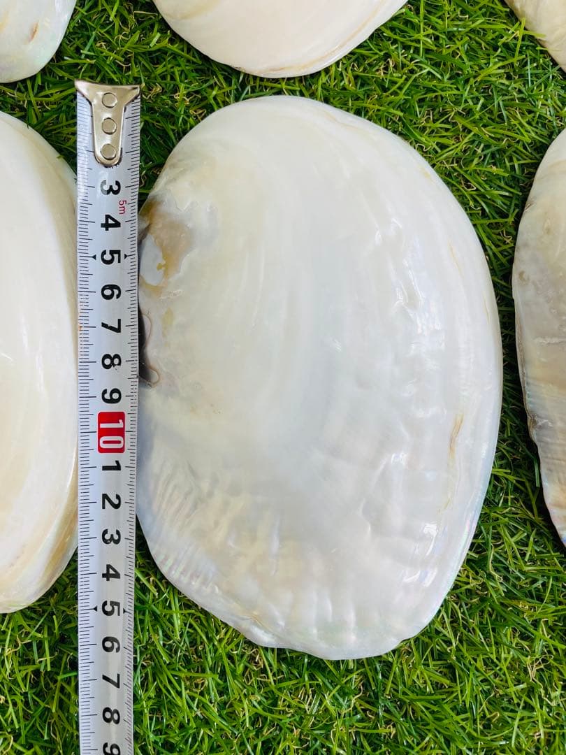 天然白蝶貝 シェル皿 25枚セット インテリア装飾用