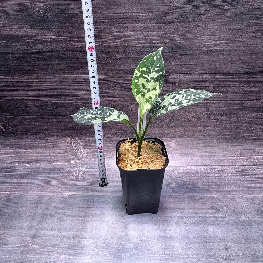 アグラオネマ　ピクタム　専用