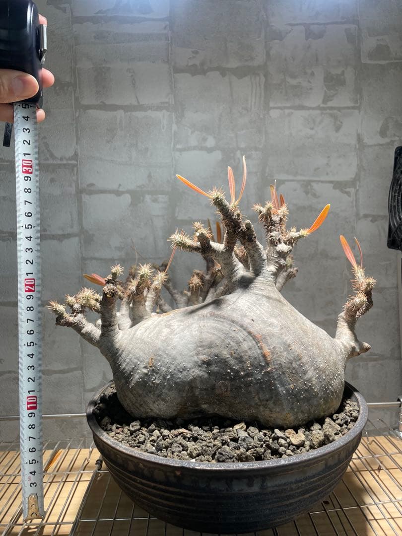 パキポディウム　グラキリス　現地株　大株　発根済み