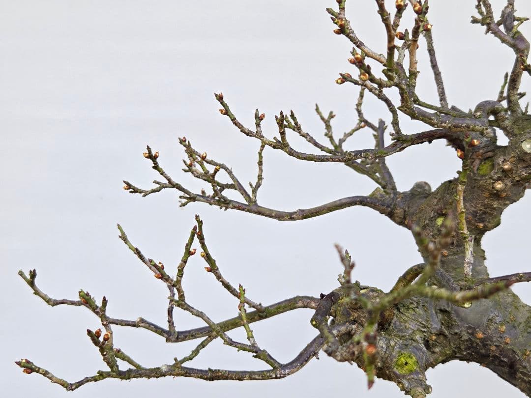 野梅(米良)　小輪白花一重[模様木]　大品盆栽 梅