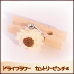 ６ケ入りドライフラワーアンモビュー厶☆ カントリーピンチ