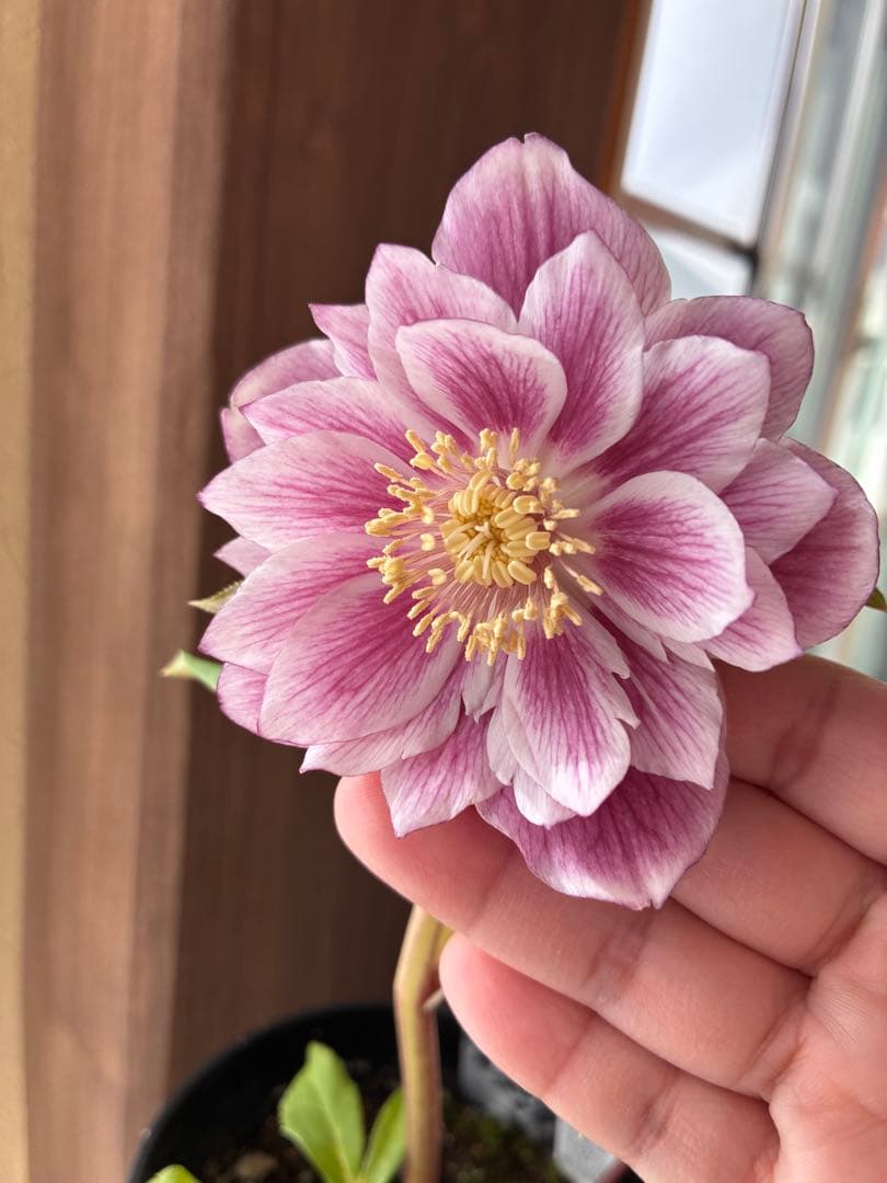 ♡広瀬園芸♡ ソレイユ系　白抜けグラデーション