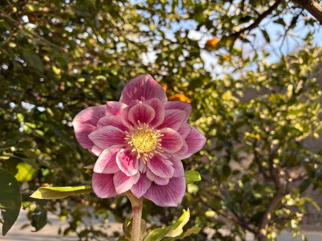 ♡広瀬園芸♡ ソレイユ系　白抜けグラデーション