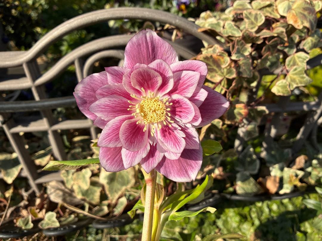 ♡広瀬園芸♡ ソレイユ系　白抜けグラデーション