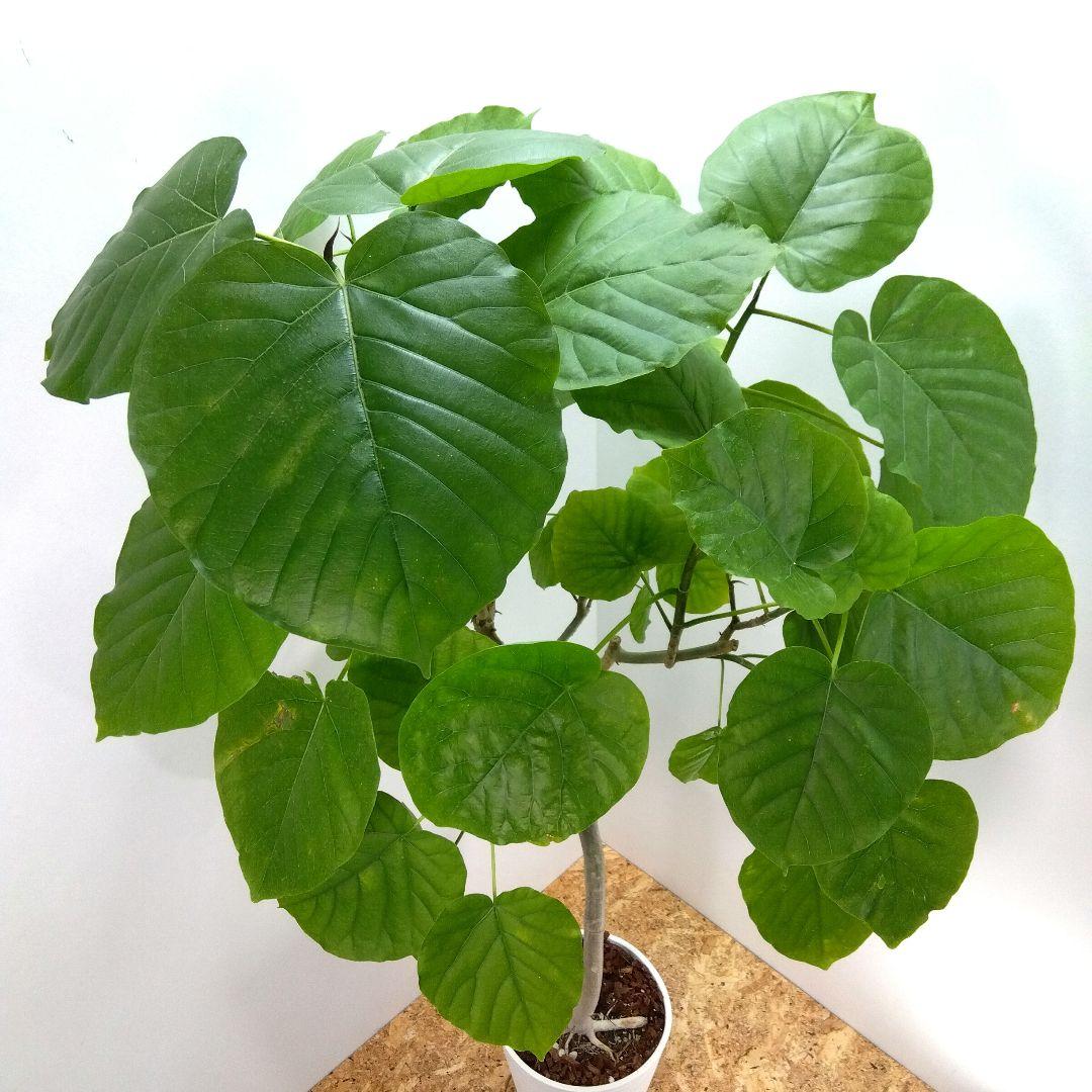 m*i様 フィカス　 ウンベラータ ❗️綺麗な曲がり❗ 130cm‼️7号セラア