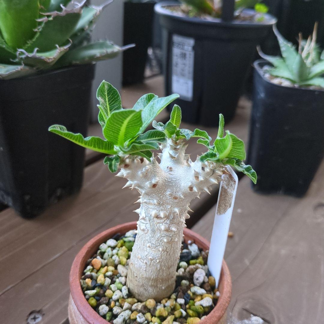 パキポディウムタッキー