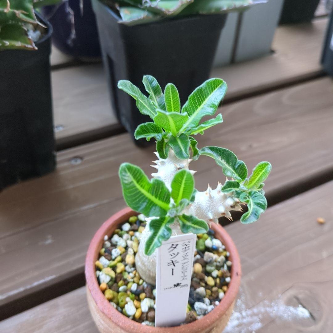 パキポディウムタッキー