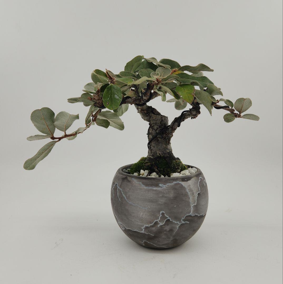 小品 寒グミ盆栽 五葉松盆栽 真柏盆栽 懸崖 真柏 黒松 赤松 五葉松