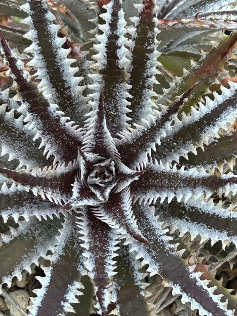 メガレア ビルベイカー ディッキア Dyckia First Cousin ⑷