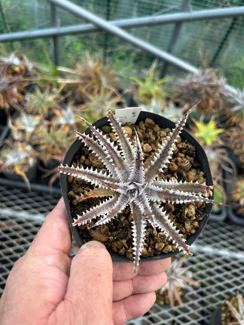 メガレア ビルベイカー ディッキア Dyckia First Cousin ⑷