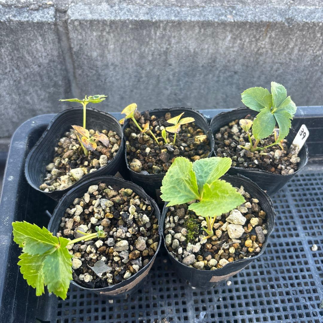 ストライプオーレア★クリスマスローズ苗