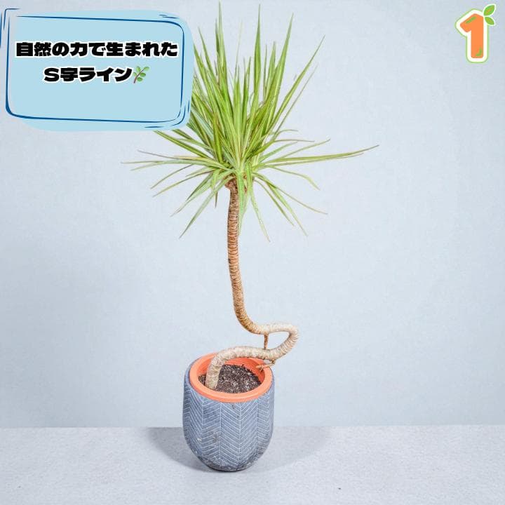 ドラセナ・コンシンネ１｜希少・S字曲がり仕立て｜有機質用土6号鉢｜