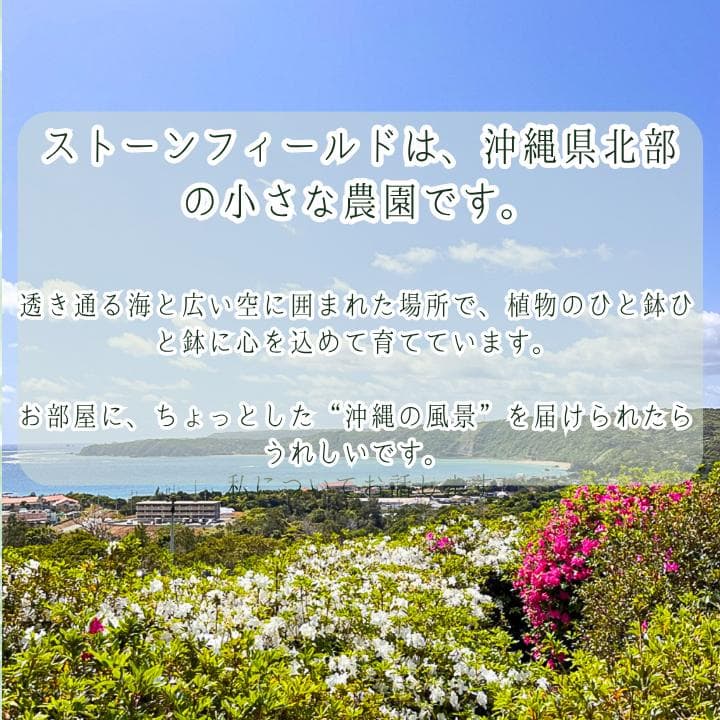 ドラセナ・コンシンネ１｜希少・S字曲がり仕立て｜有機質用土6号鉢｜