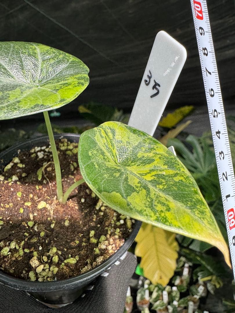 MH1アロカシア　マハラニ　ゴールド　黄斑入り