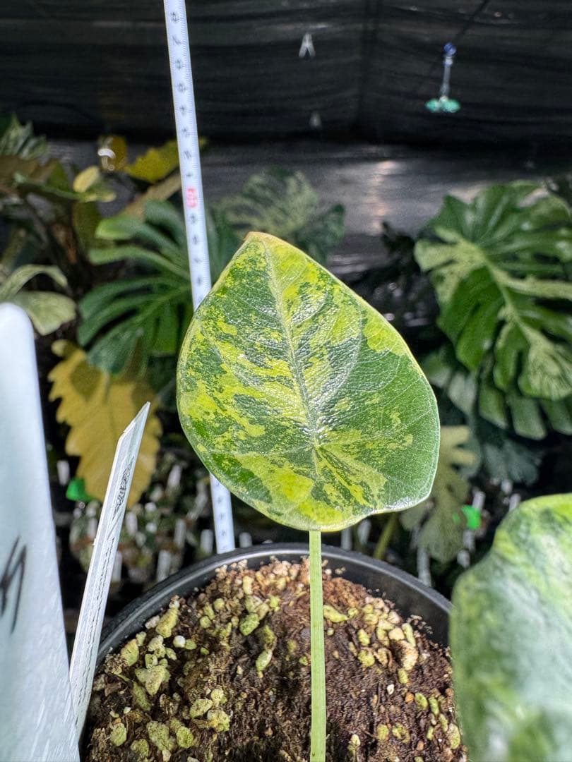MH1アロカシア　マハラニ　ゴールド　黄斑入り