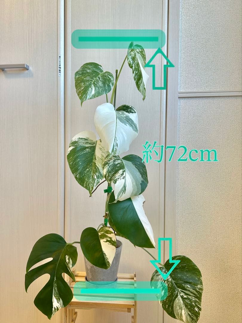 【最美株】72cm斑入りモンステラ