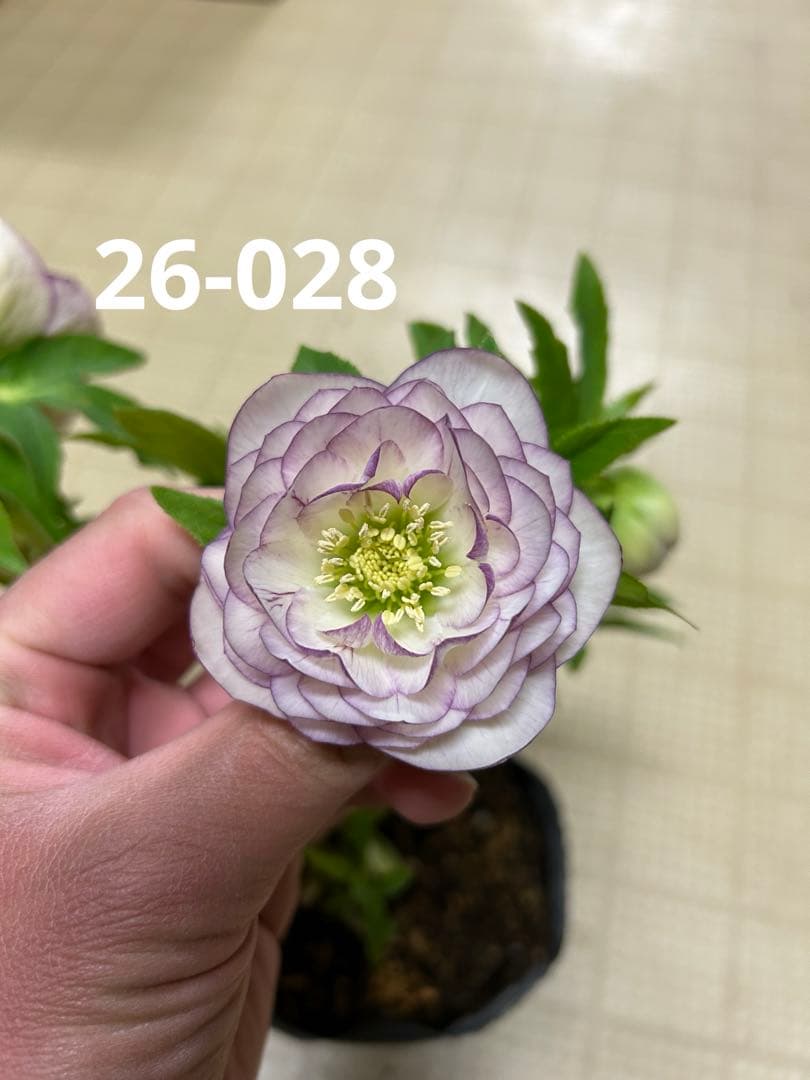 シャガール交配 加藤農園 クリスマスローズ 同梱可能