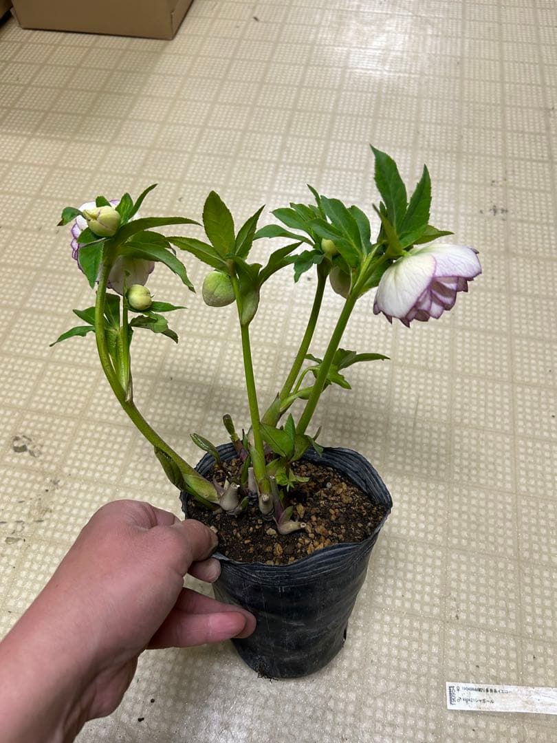 シャガール交配 加藤農園 クリスマスローズ 同梱可能