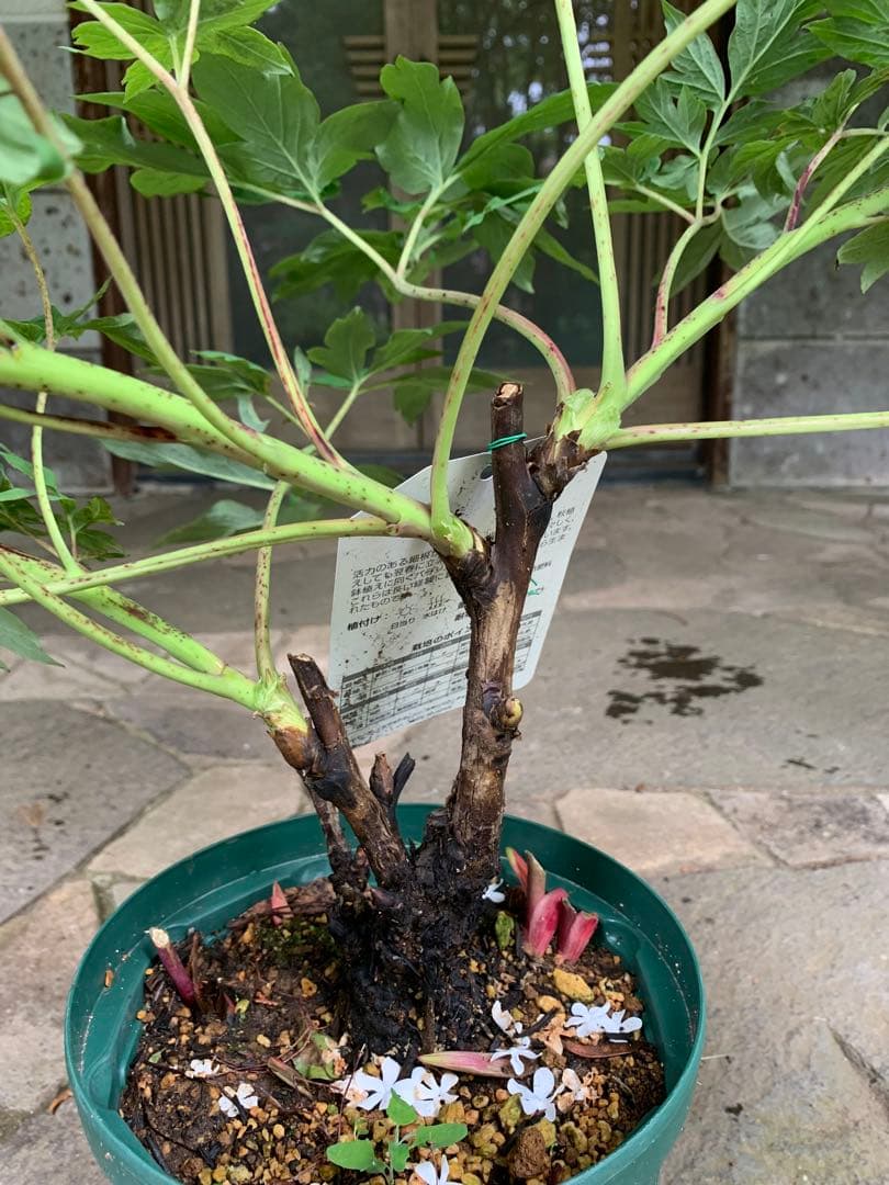 ボタン牡丹 金晃 鉢ごと発送