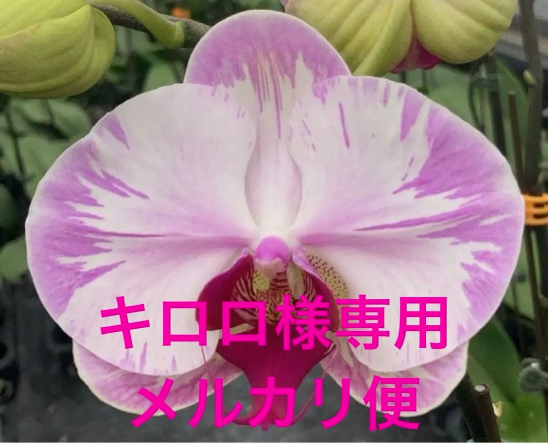 キロロ様 リクエスト メルカリ便　4点 まとめ商品