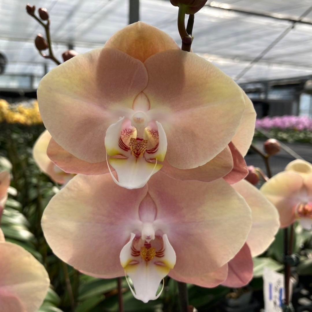 キロロ様 リクエスト メルカリ便　4点 まとめ商品