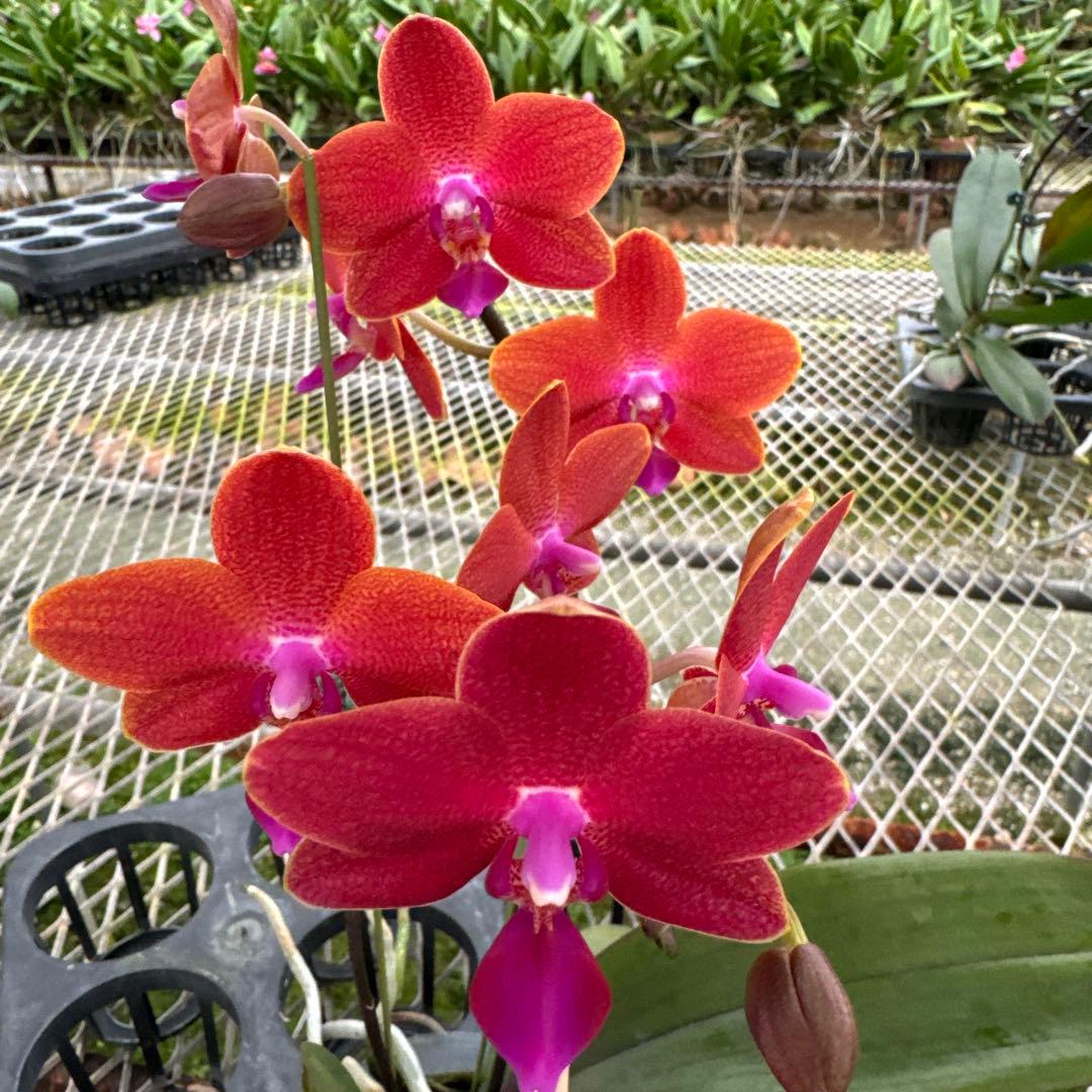 キロロ様 リクエスト メルカリ便　4点 まとめ商品