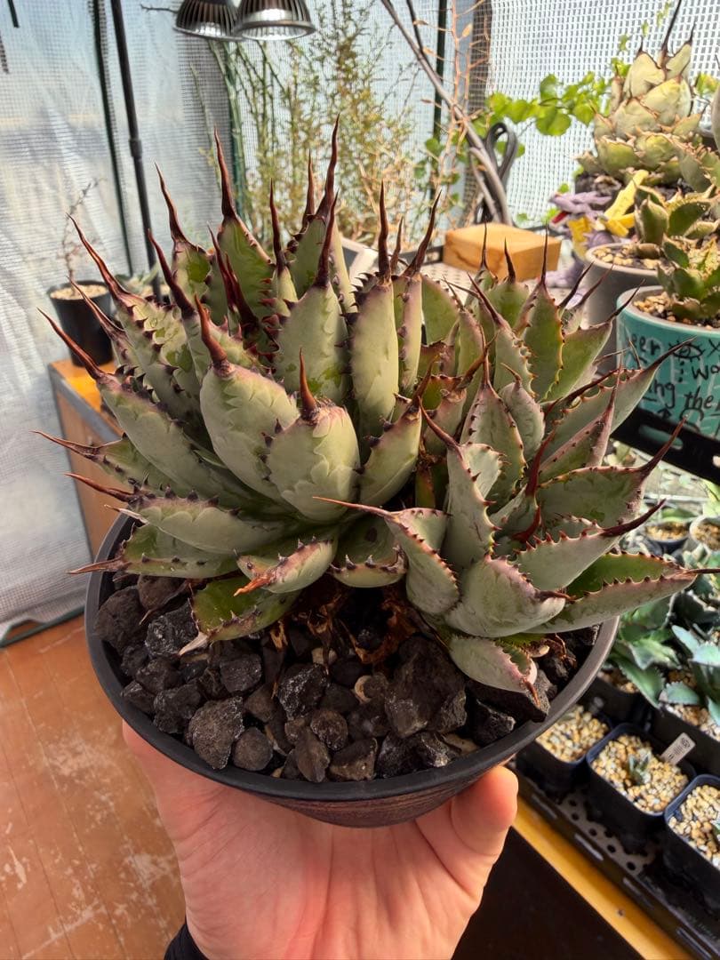 アガベ　八荒雷神　仔株付き　検）オテロイ ブツブツ 悪魔 ビースト