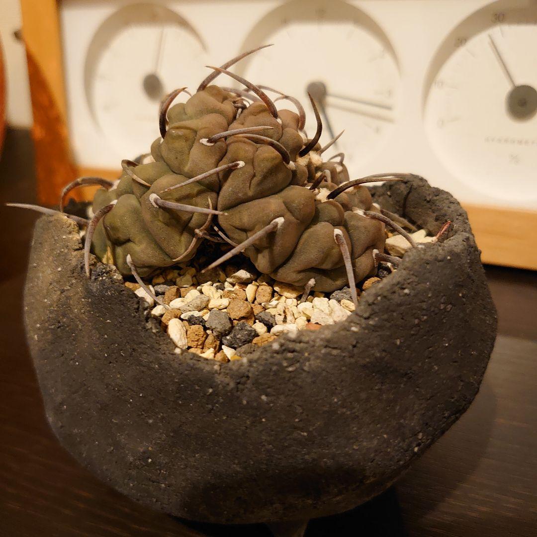 【激レア】ギムノカリキウム ダブルヘッド 実生 一本刺バッテリー 双頭　扁平！