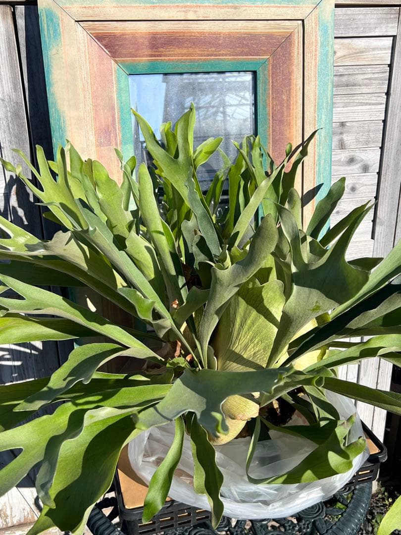 特大size 【ビカクシダ ネザーランド】 現物発送