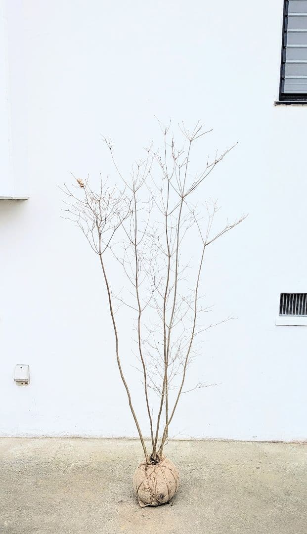 素性良好。山採りドウダンツツジ。