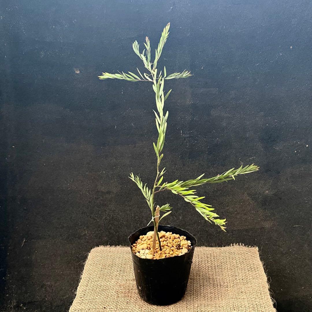 \" 確認用 \"アカシア フィンブリアータ テレサ ①苗　ブリスベーン