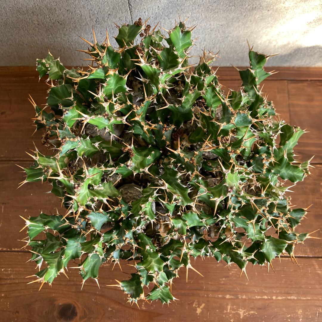 ユーフォルビア クラビゲラ 現地株 発根済み