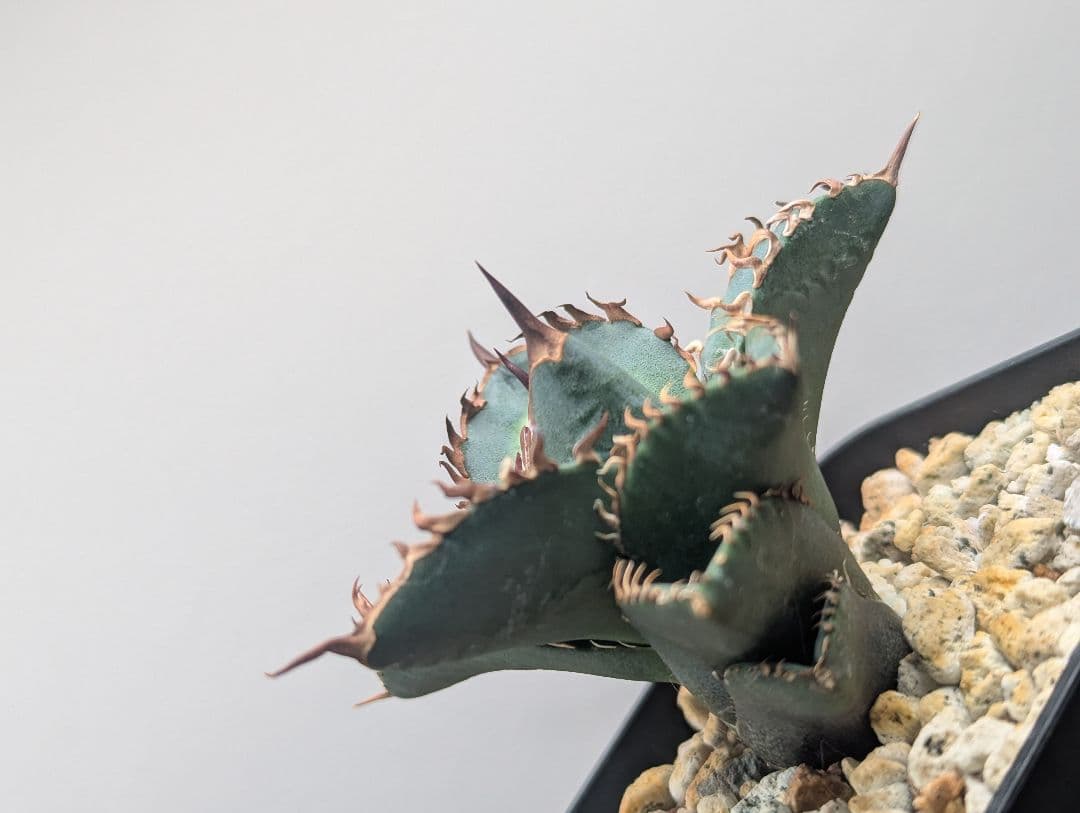 1株限定 オテロイ 現地球のOC子株 2、3又連棘系 発根活着済