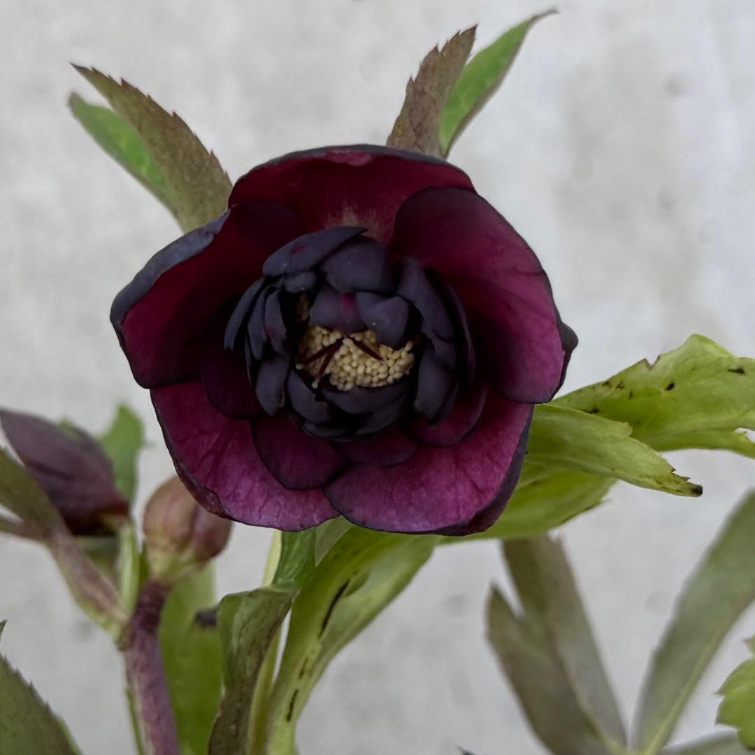 クリスマスローズ　ダブル