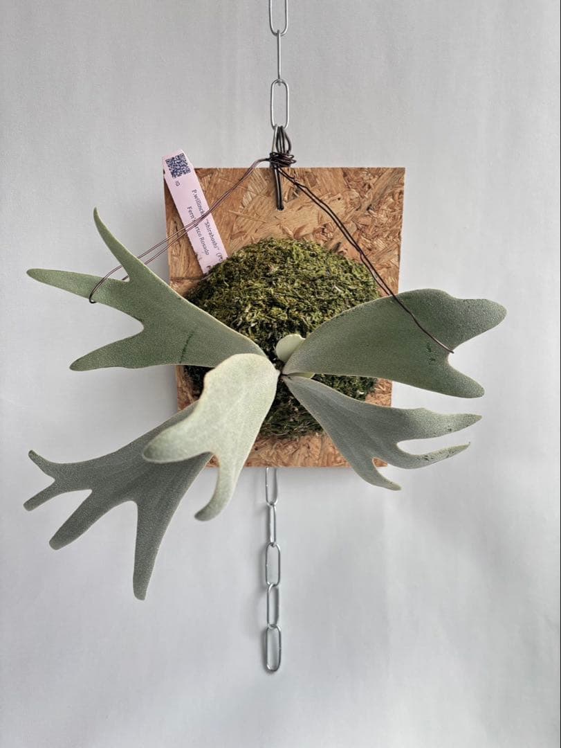 P.willinckii “Shirahoshi” (PUP)