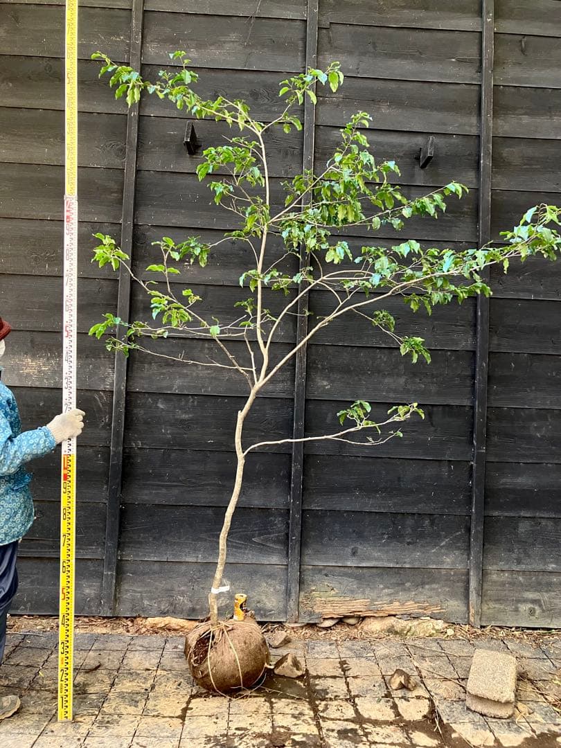 21 山採り　ソヨゴ　雌雄不明