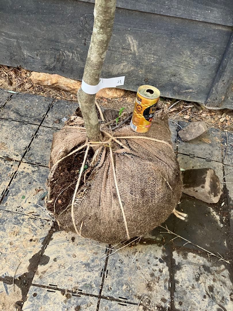 21 山採り　ソヨゴ　雌雄不明