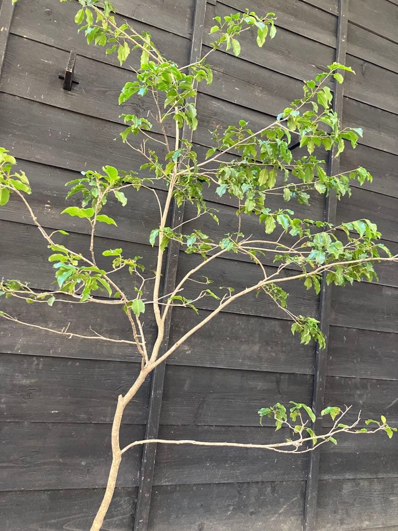 21 山採り　ソヨゴ　雌雄不明