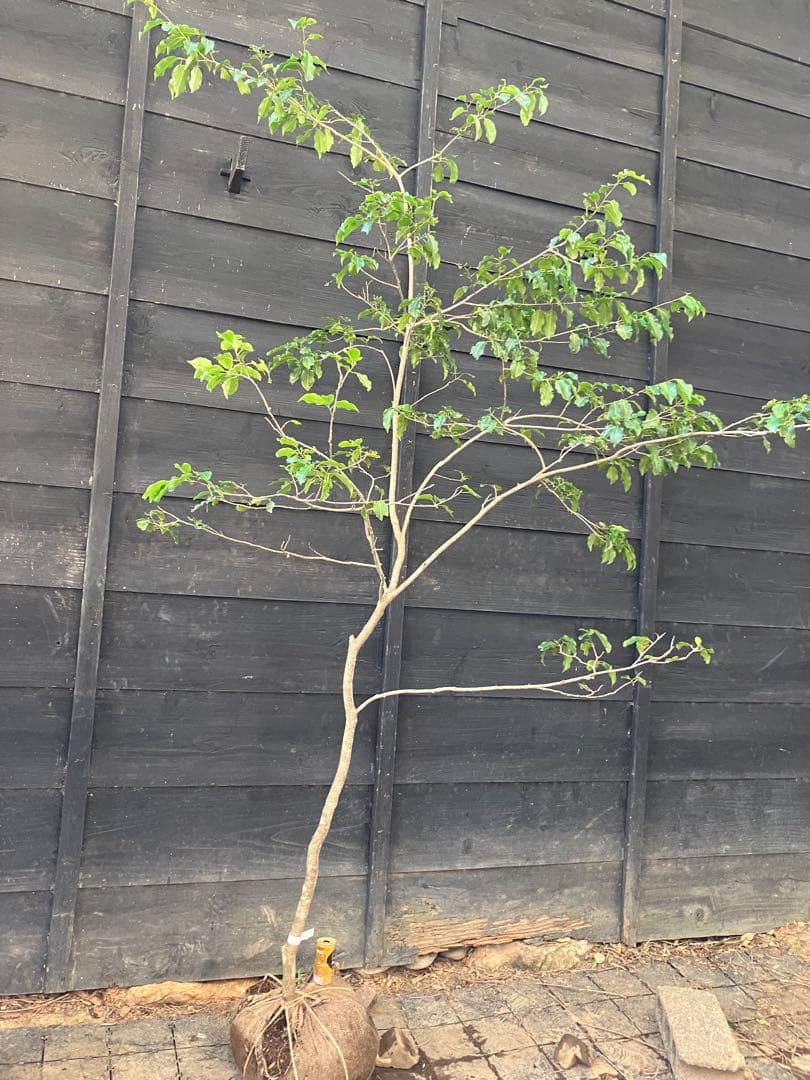 21 山採り　ソヨゴ　雌雄不明