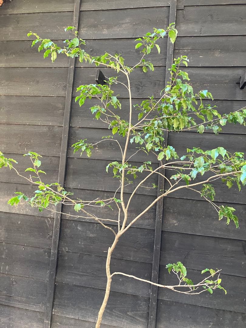 21 山採り　ソヨゴ　雌雄不明