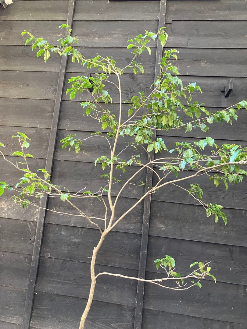 21 山採り　ソヨゴ　雌雄不明