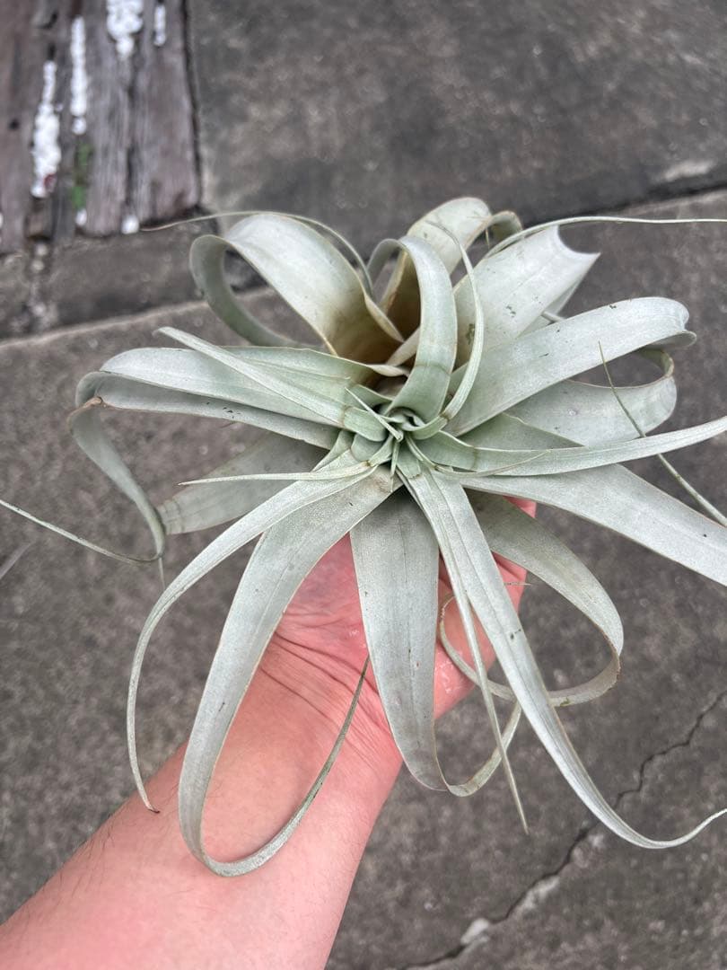 チランジア・キセログラフィカ15株…根っこ生え