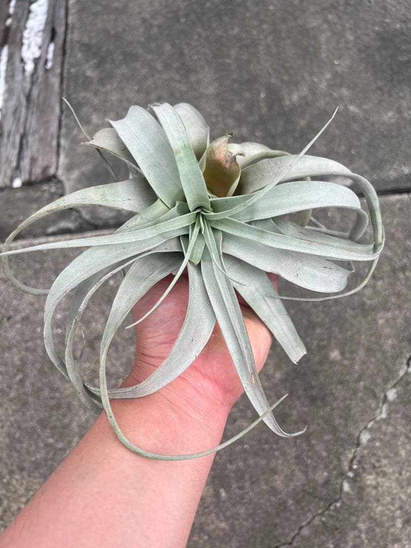 チランジア・キセログラフィカ15株…根っこ生え