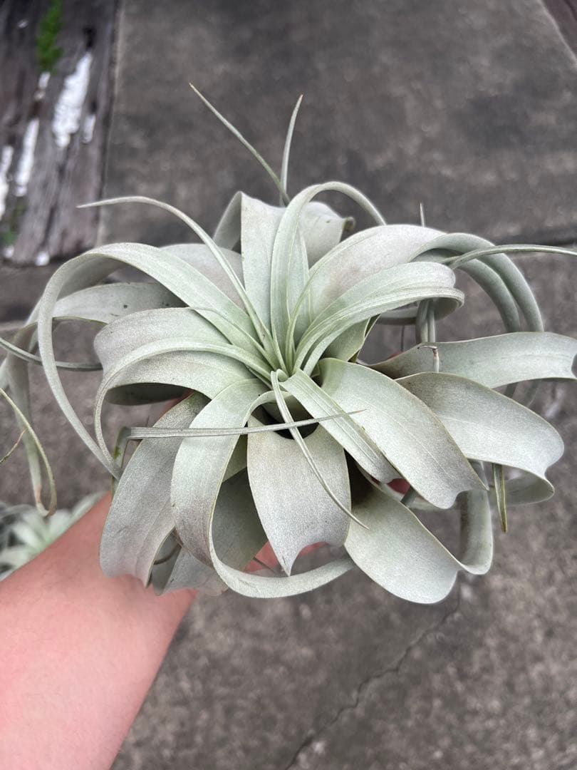 チランジア・キセログラフィカ15株…根っこ生え