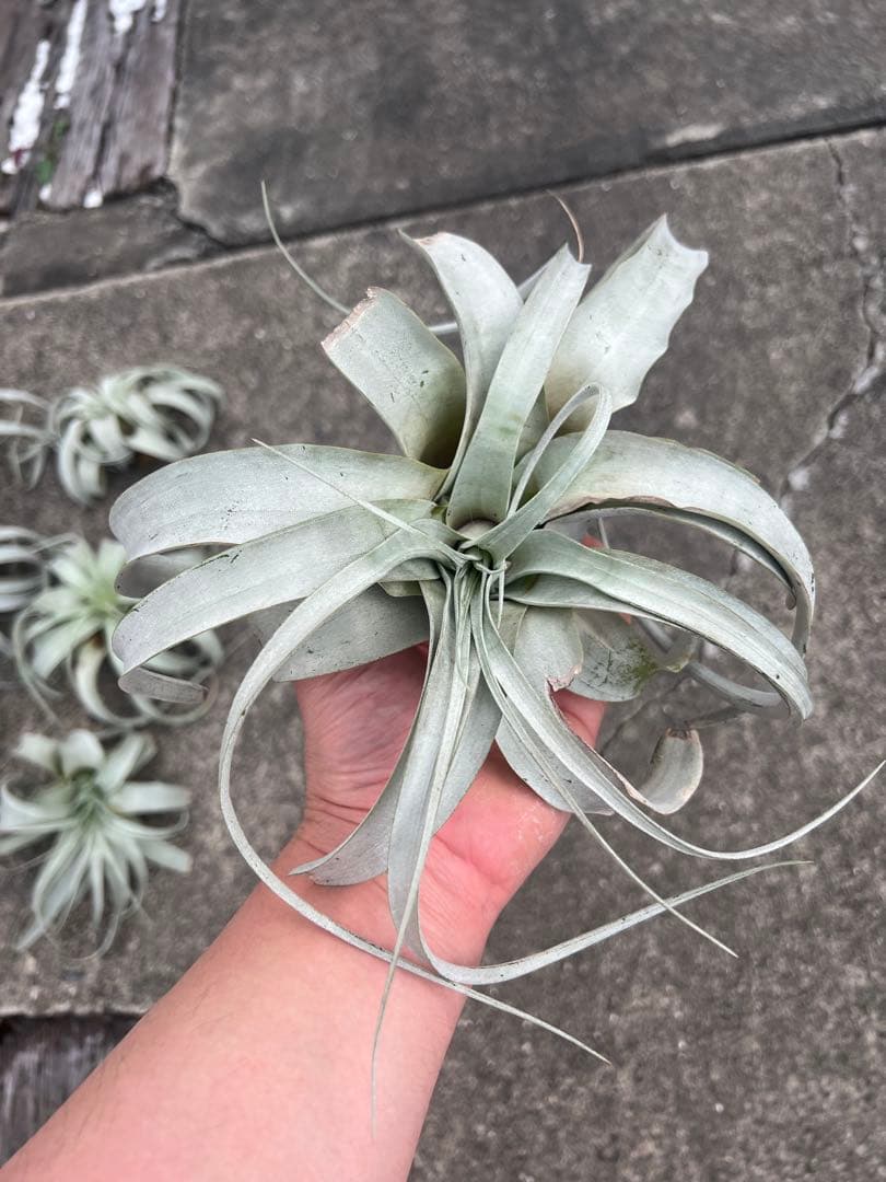 チランジア・キセログラフィカ15株…根っこ生え