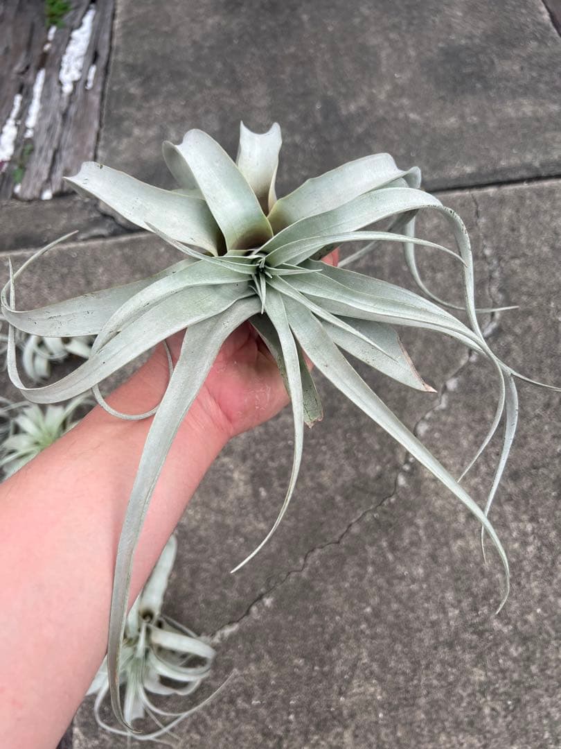 チランジア・キセログラフィカ15株…根っこ生え